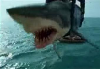 اصطادوا سمكة قرش وجدوا بداخلها اشياء غريبة