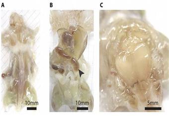 فئران شفافة..لمعرفة أعمق لعمل وظائف الجسم الداخلية