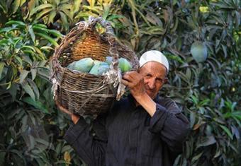 الحاج عبد العال.. عمر من رعاية وجمع المانجو (قصة مصورة)