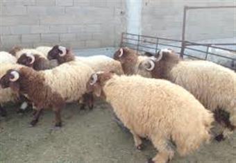 شعبة الجزارين: 20% ارتفاعًا في أسعار اللحوم في موسم عيد الأضحى