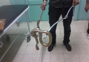 نقابة الأطباء: العثور على ثعبان طوله 2 متر بمستشفى التأمين الصحي بمدينة نصر