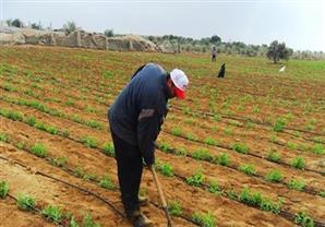 الزراعة: شركاء التنمية يتفقون على استصلاح ٤ مليون فدان