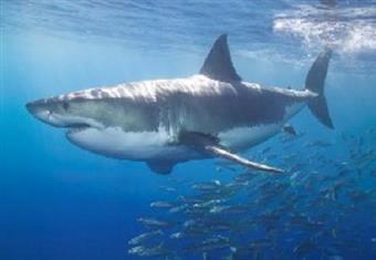 مقتل سباح استرالي في هجوم لسمكة قرش 