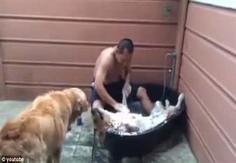 صور وفيديو: الطريقة المثلى للعناية بالكلاب