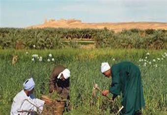 الفلاح المصري جذر الأرض ''بروفايل''