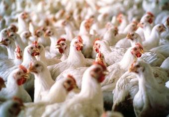 20% زيادة بأسعار الدواجن بسبب أزمة كهرباء الخميس