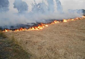 البيئة: لجنة للوقوف على حالات الاختناق نتيجة حرق قش الأرز بالدقهلية