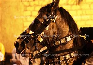 "مزمار وربابة وبخور".. هكذا تكون "ليلة الحنة" في الصعيد (قصة مصورة)