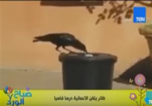 "غراب" يقوم بجمع القمامة ويلقيها فى "صندوقها الخاص"