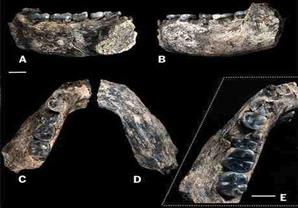 أثيوبيا: اكتشاف فك إنسان ''هومو'' عمره 2.8 مليون سنة (صور)