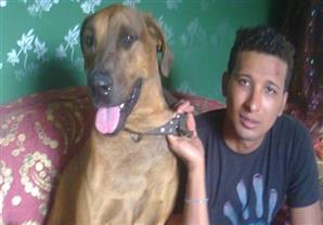 كلب الأهرام .."اللي قتلوه" في السجن وصاحبه "هربان" من مؤبد