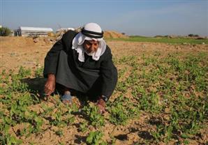 مستوطنون يهود يطلقون النار صوب المزارعين الفلسطينيين جنوب الخليل