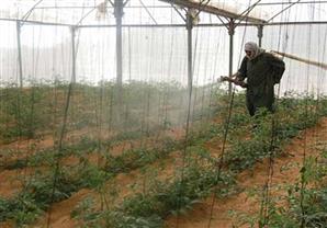 السرطان يجبر الزراعة على إعادة تقييم 133 من مبيدات الآفات