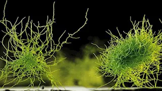 دراسة تحذر من تلوث الغذاء بالأفلاتوكسين الزراعي والإصابة بالسرطان  
