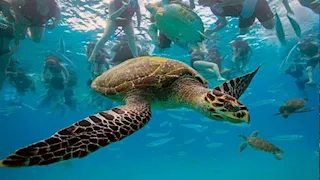 لحظات مرعبة.. سائح يلهو بأخطر أخطبوط في العالم "فيديو"