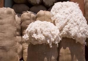 الحجرالزراعي: تعديل اشتراطات استيراد القطن من الخارج