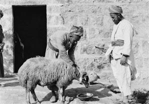 ًعلي جمعة: الأضحية سنة وعبادة لله وليست لهواً