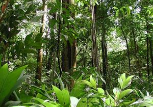 إقامة غابات شجرية في 8 محافظات بمياه الصرف الصحي المُعالج