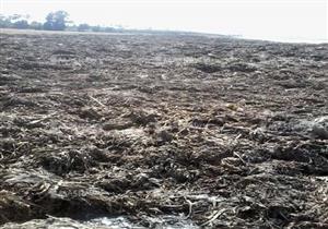 بالصور- ردم 4 أفدنة فى نهر النيل أمام المسئولين فى كفرالشيخ