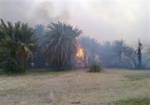 تفحم 50 نخلة في حريقين بمزرعة وشاحنة بالوادي الجديد 