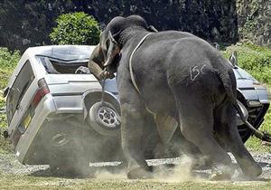  فيل هائج يحطم عشرات السيارات في الهند 
