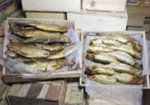 ضبط 100 كيلو رنجة مجهولة المصدر بالشرقية