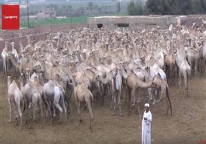 بالفيديو- سوق الجمال يستعد ليوم النحر العظيم