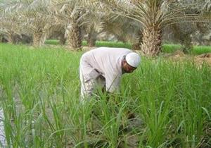 غداً.. ثقافة المنيا تحتفل بعيد الفلاح المصري