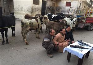 ضبط تشكيل عصابي وراء سرقة 12 رأس ماشية بدمياط