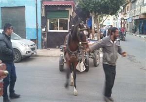 بالصور..  حي الجمرك يبدأ تطبيق قرار حظر سير "الكارو" بالإسكندرية