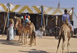 انطلاق مهرجان الإسماعيلية الـ16للهجن في 21 مارس