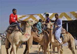 بالفيديو والصور.. الأقصر تستضيف مهرجان سباقات الهجن 