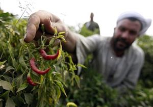 الشوربجي: وزير الزراعة السعودي سيزور مصر لحل مشكلات الحاصلات الزراعية