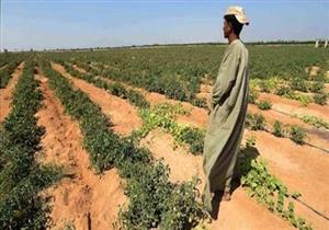 بدء صرف الدفعة الثانية من "تقاوي القمح" لمزارعي الوادي الجديد