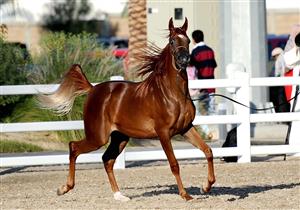 ​انطلاق مهرجان جمال الخيول العربية الأصيلة بمصر غدًا