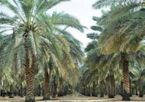 تخصيص 500 ألف جنيه لمكافحة إيدز النخيل بالوادي الجديد