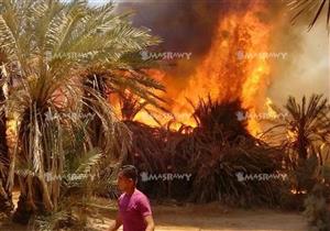 "عقب سيجارة" يحرق 30 نخلة في المنيا