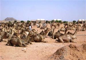 الحجر البيطرى بأسوان يستقبل 3 آلاف رأس إبل قادمة من السودان