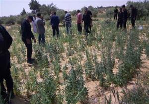 ضبط ربع طن بانجو بمزرعة في الصف