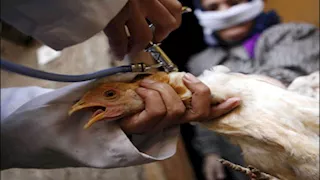 مسح شامل للأسواق.. الطب البيطري يؤكد سلامة الدواجن المتداولة 