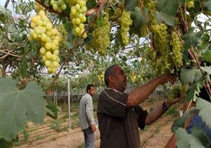 وزير التجارة: الصين توافق على استيراد العنب المصري لأول مرة