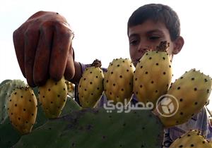 بالصور- "حلاوتك يا تين".. رحلة فاكهة البسطاء من المزرعة للشارع