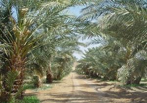 "الزراعة" تصدر النشرة الشهرية بالتوصيات الفنية لمزارعي النخيل