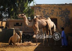 بتهمة تعذيب "جمال برقاش".. النيابة تحقق مع 3 أشخاص