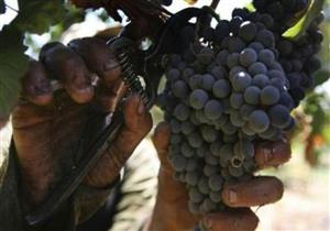 العنب المصري يزاحم الإسباني في الأسواق الأوروبية