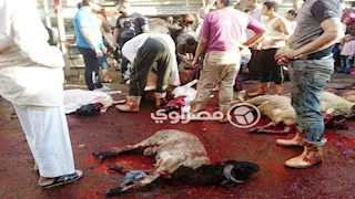 مرض جلدي.. تحذير مهم لماسحي وجوههم وأيديهم بدماء الأضاحي