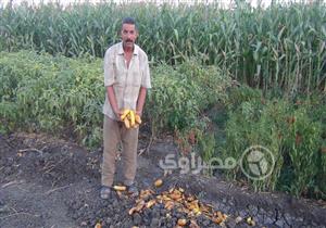 قبل شهر من الحصاد.. لوادر الصرف الزراعي تدمر محصولي القطن والذرة بالمنوفية