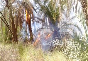 بالصور- حريق بمزارع نخيل عين الحمراء في الوادي الجديد