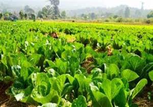 الزراعة": زيادة الصادرات المصرية أكثر من مليون طن عن 2017- فيديو