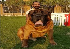 بالصور.. أحمد سعد مع "الكلاب": "بحبهم أوي"